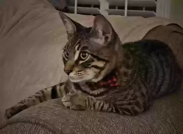 Lost cat in Keller, TX, 76248