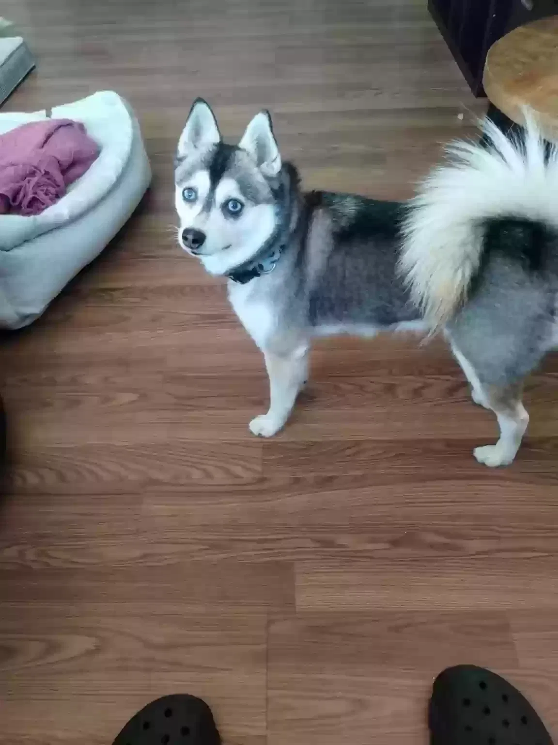Lost dog in Orinda, CA, 94563