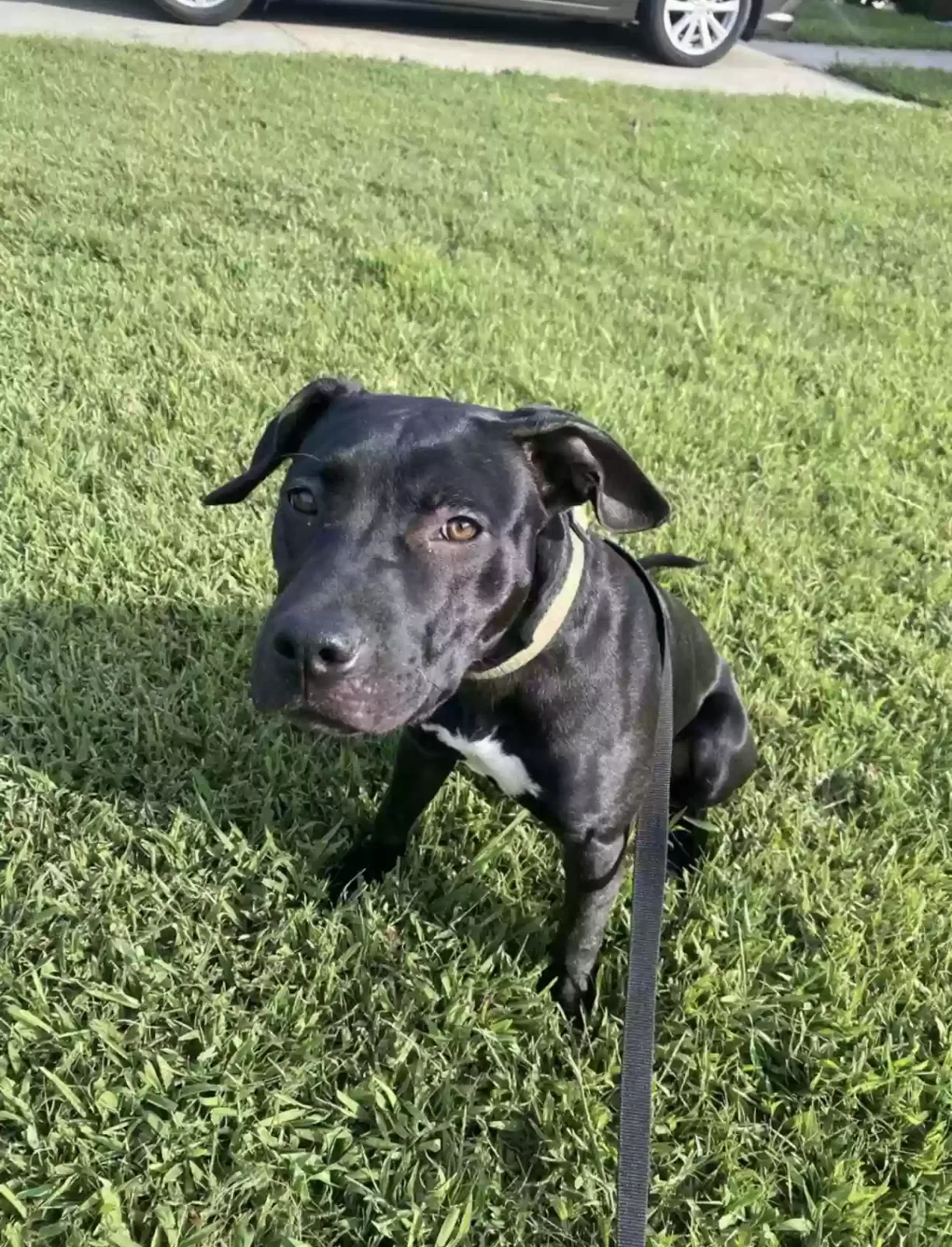 Lost dog in Charlotte, NC, 28269