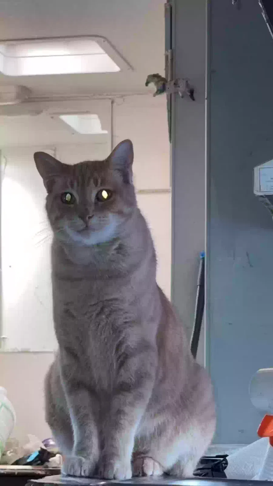 Lost cat in Kissimmee, FL, 34744