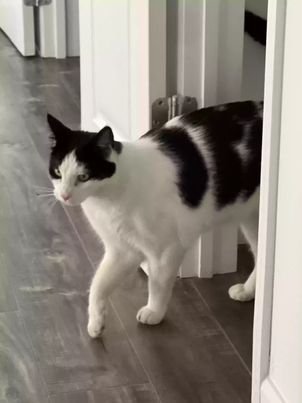 Found cat in Plainsboro, NJ, 8536