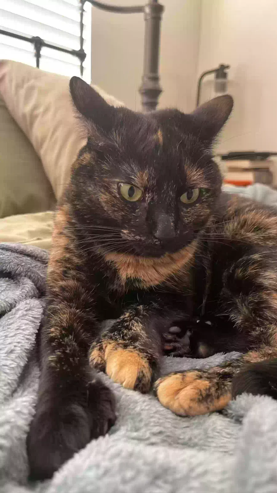 Lost cat in Escondido, CA, 92027
