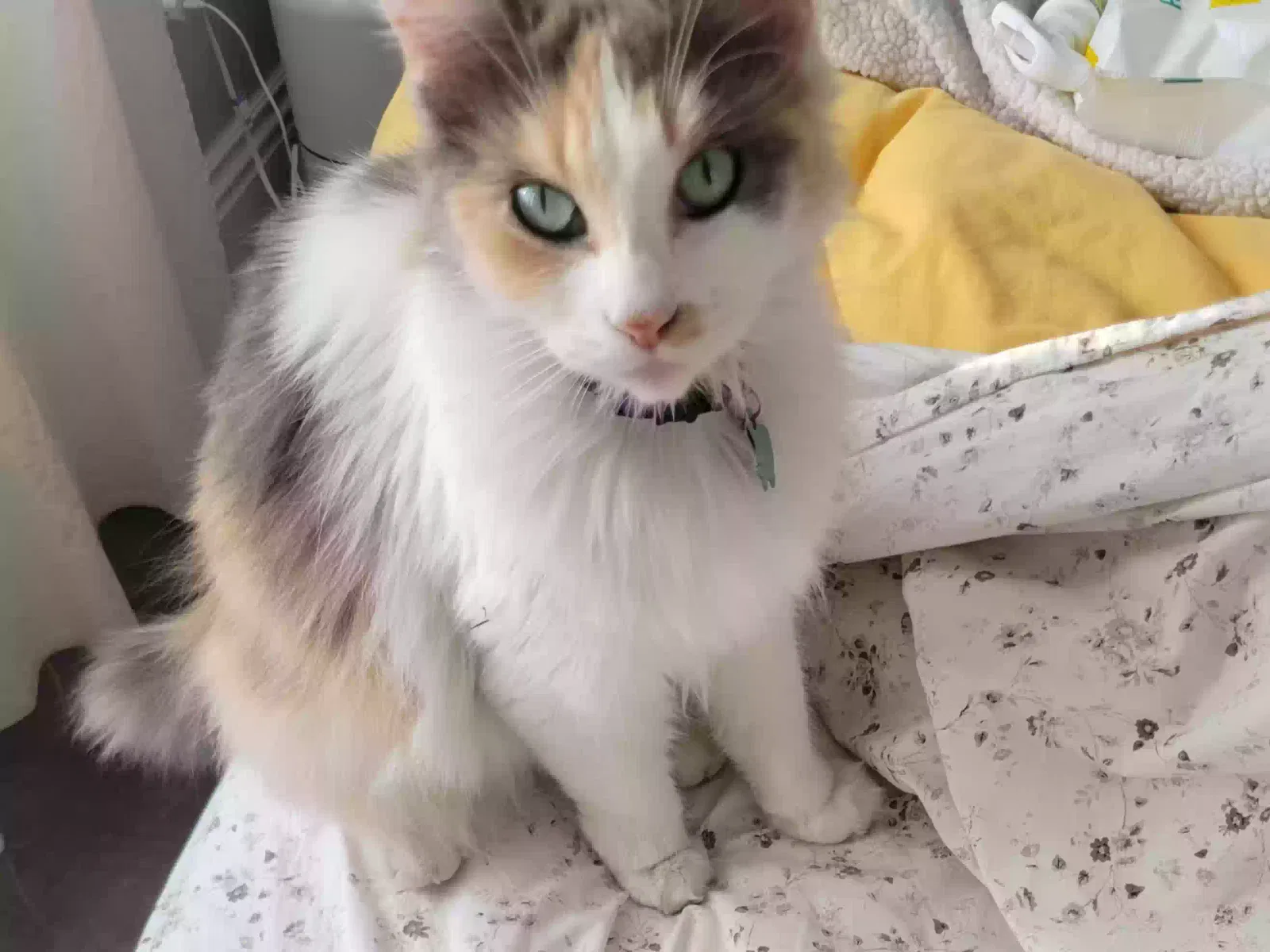 Lost cat in Santa Ana, CA, 92706