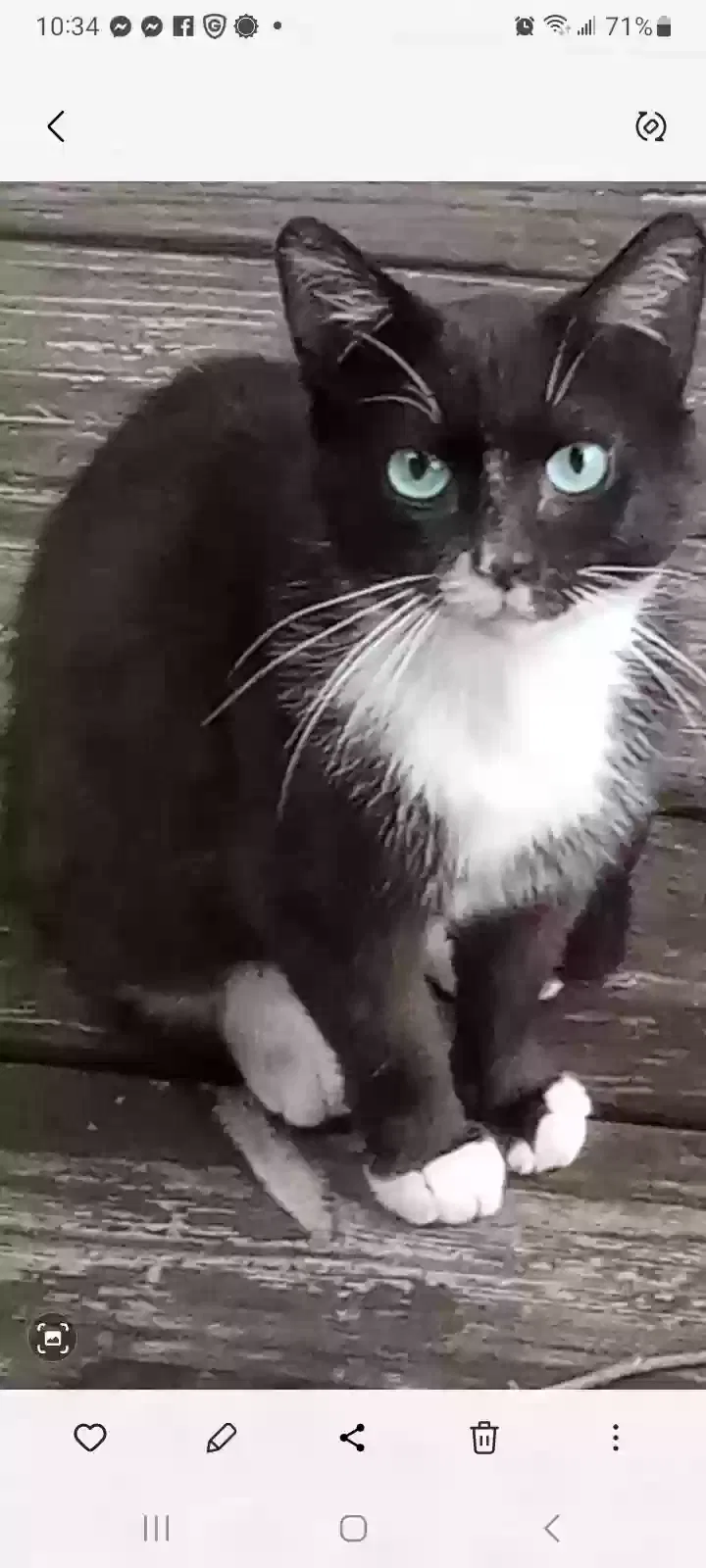 Lost cat in Rockford, IL, 61102