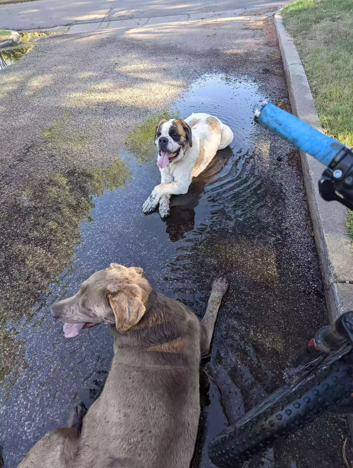 Lost dog in Ogden, UT, 84401