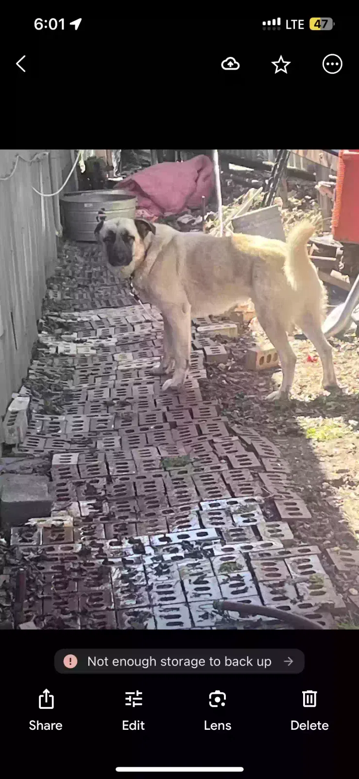 Lost dog in Dallas, TX, 75211
