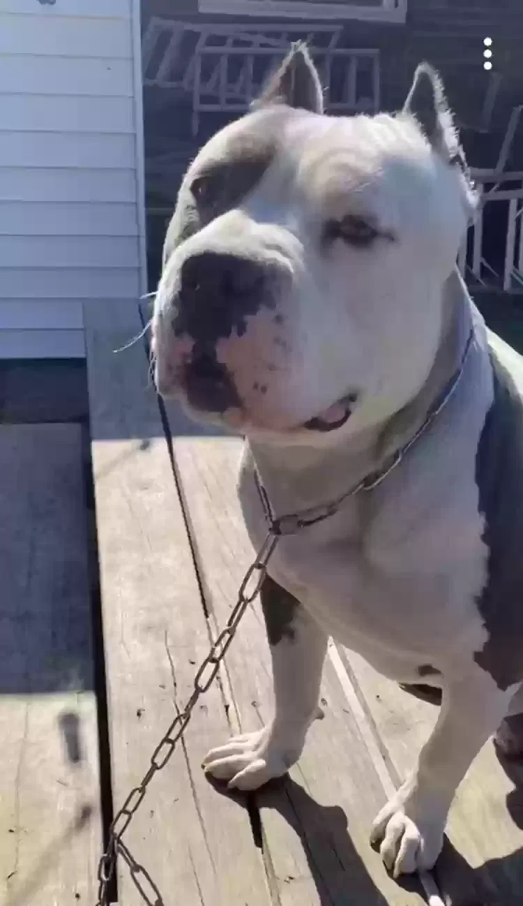 Lost dog in Memphis, TN, 38118