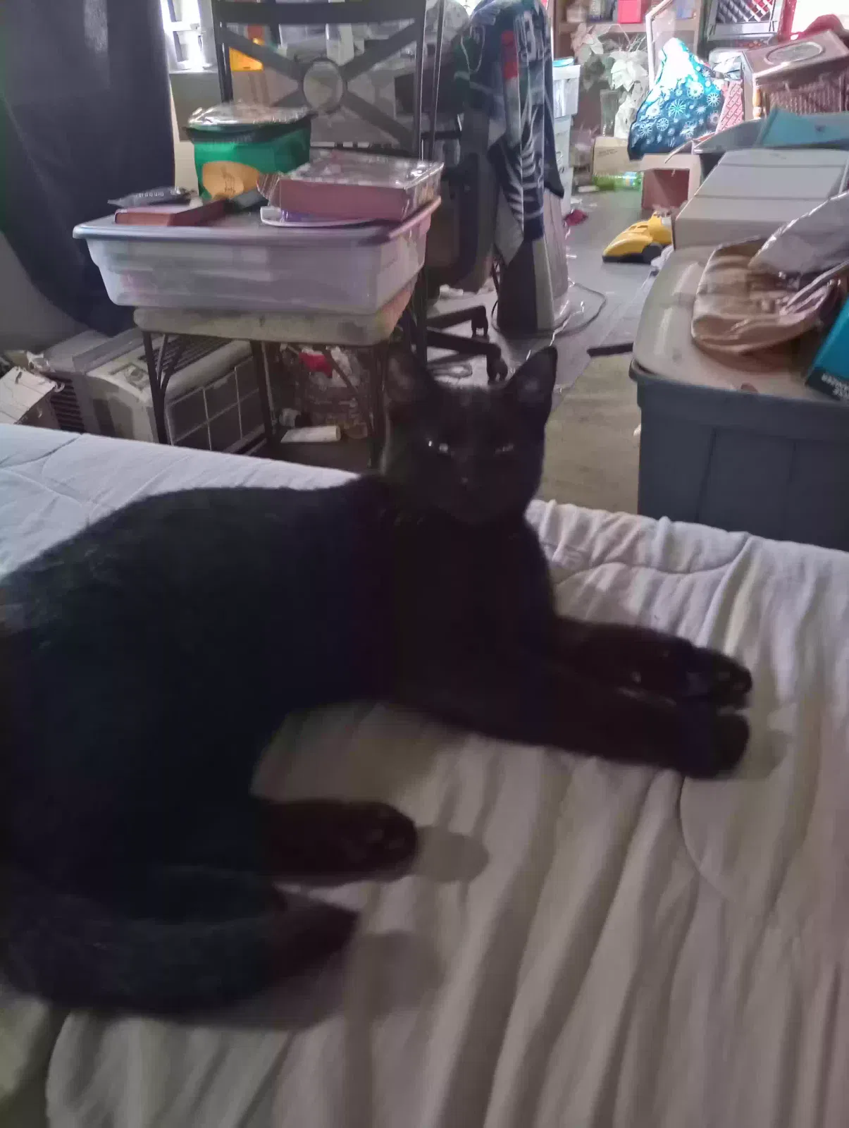 Lost cat in Cincinnati, OH, 45214