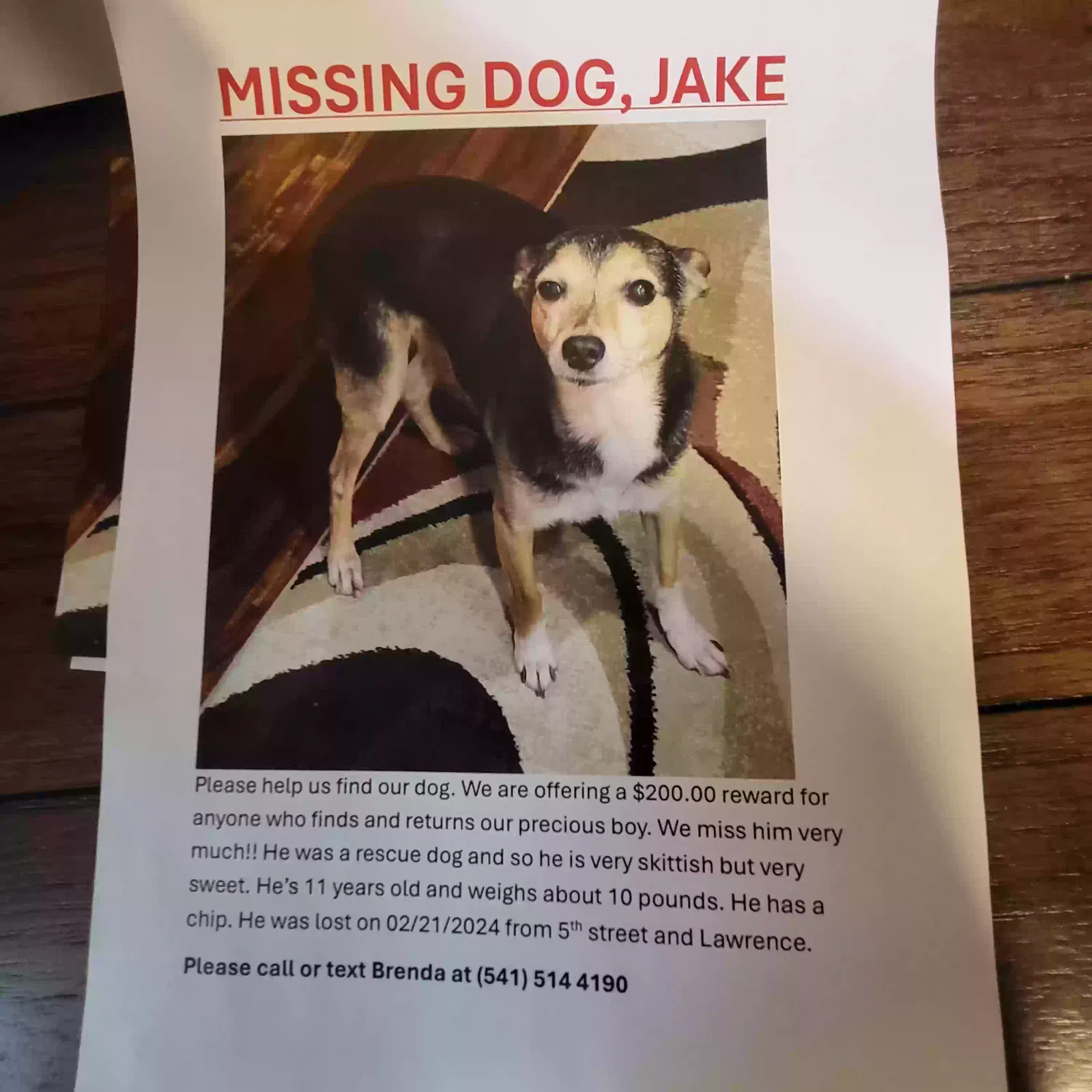 Lost dog in Eugene, OR, 97401