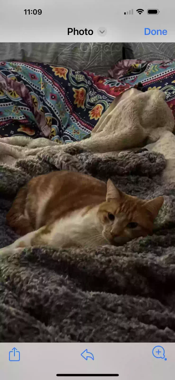 Lost cat in Winnsboro, LA, 71295