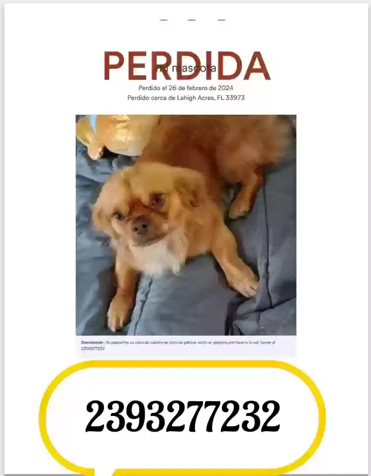 Lost dog in Lehigh Acres, FL, 33973