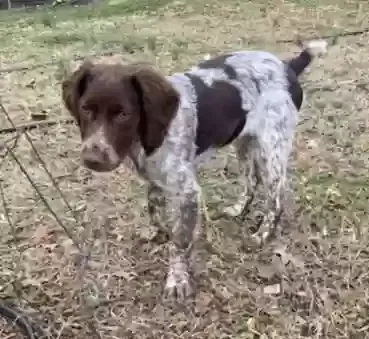 Lost dog in Kingston, TN, 37763