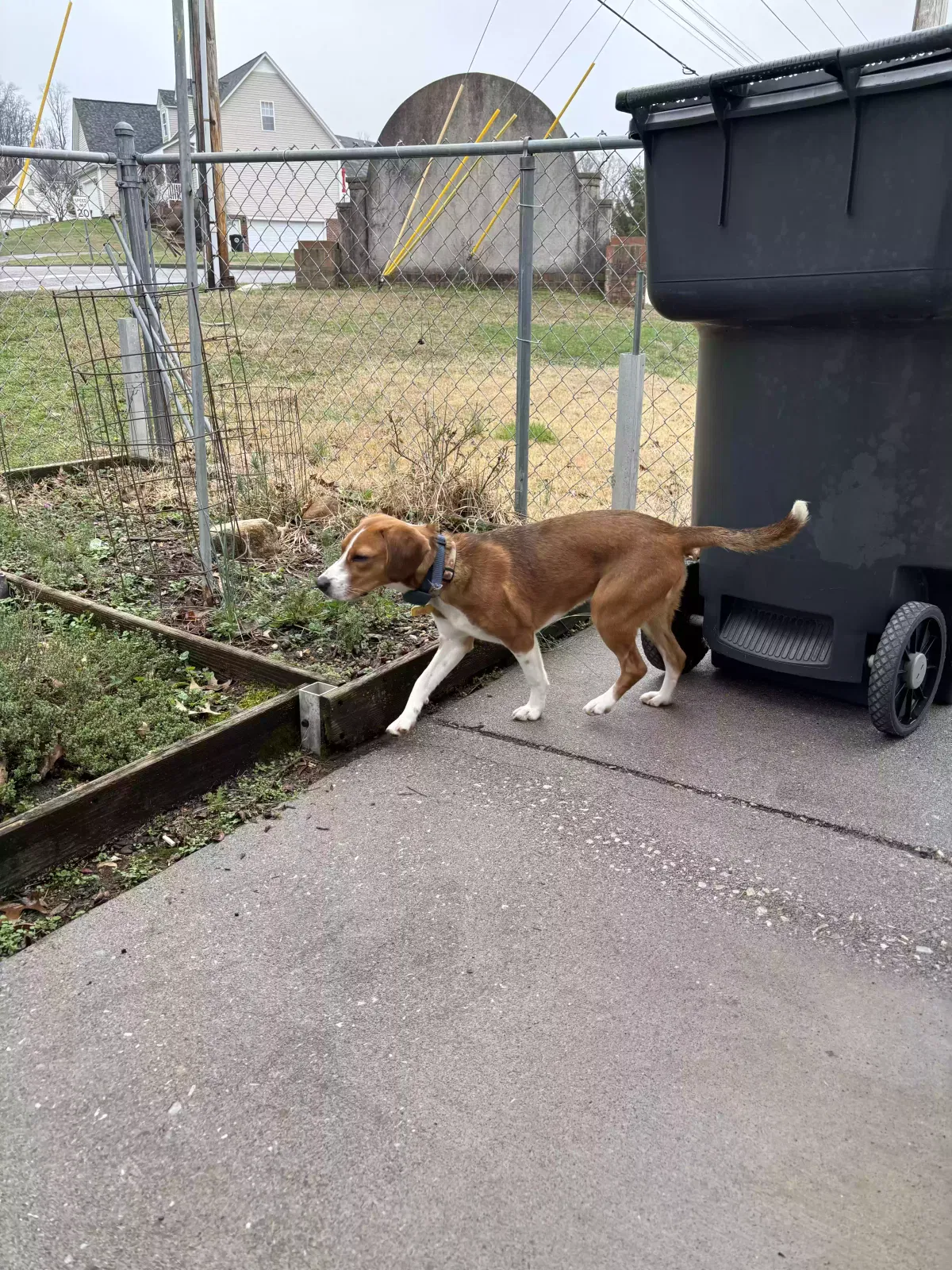 Found dog in Morristown, TN, 37814