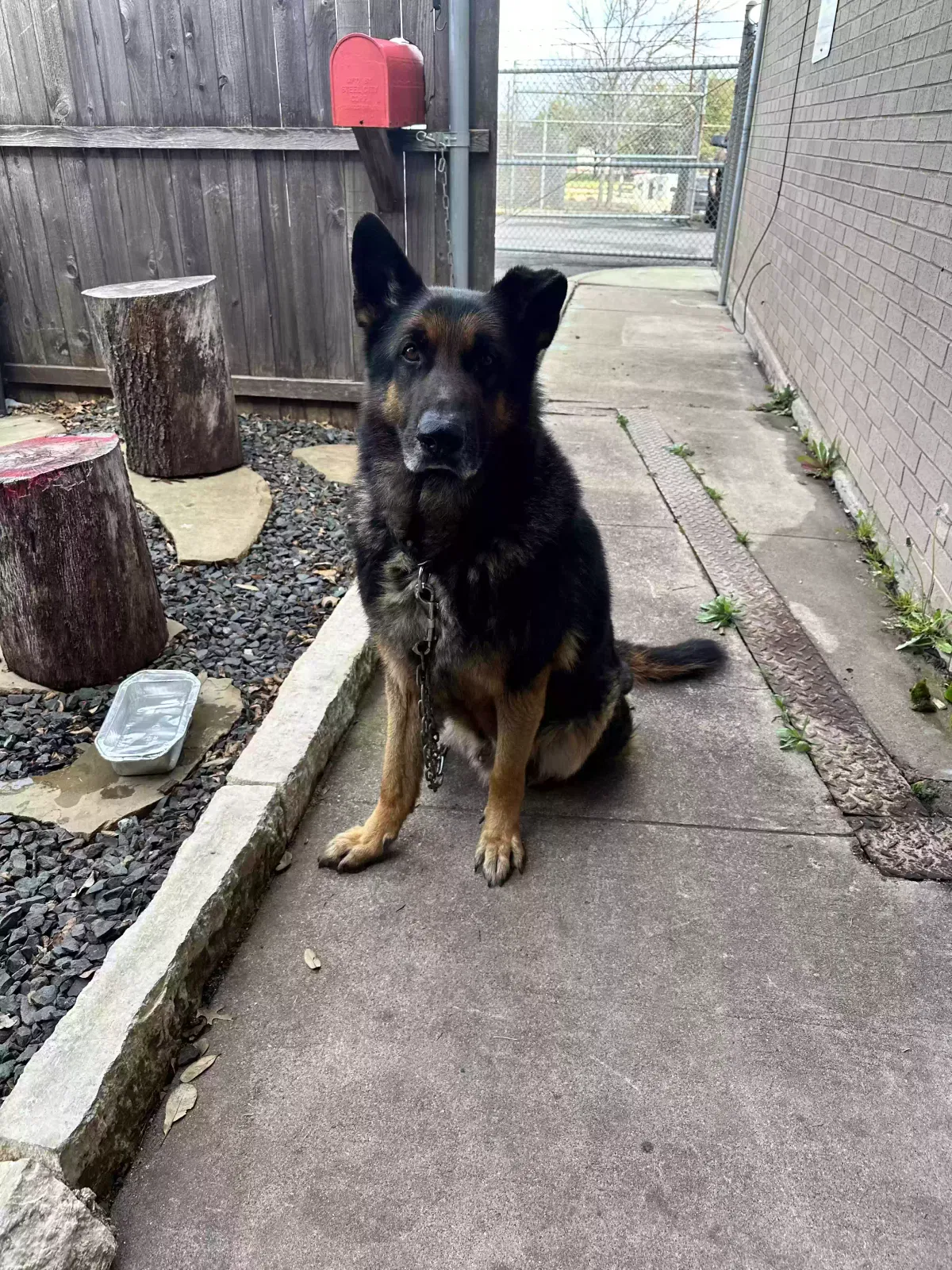 Found dog in Dallas, TX, 75241
