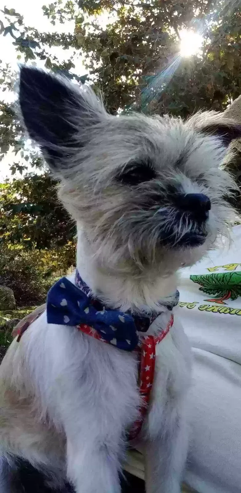 Lost dog in Northridge, CA, 91324