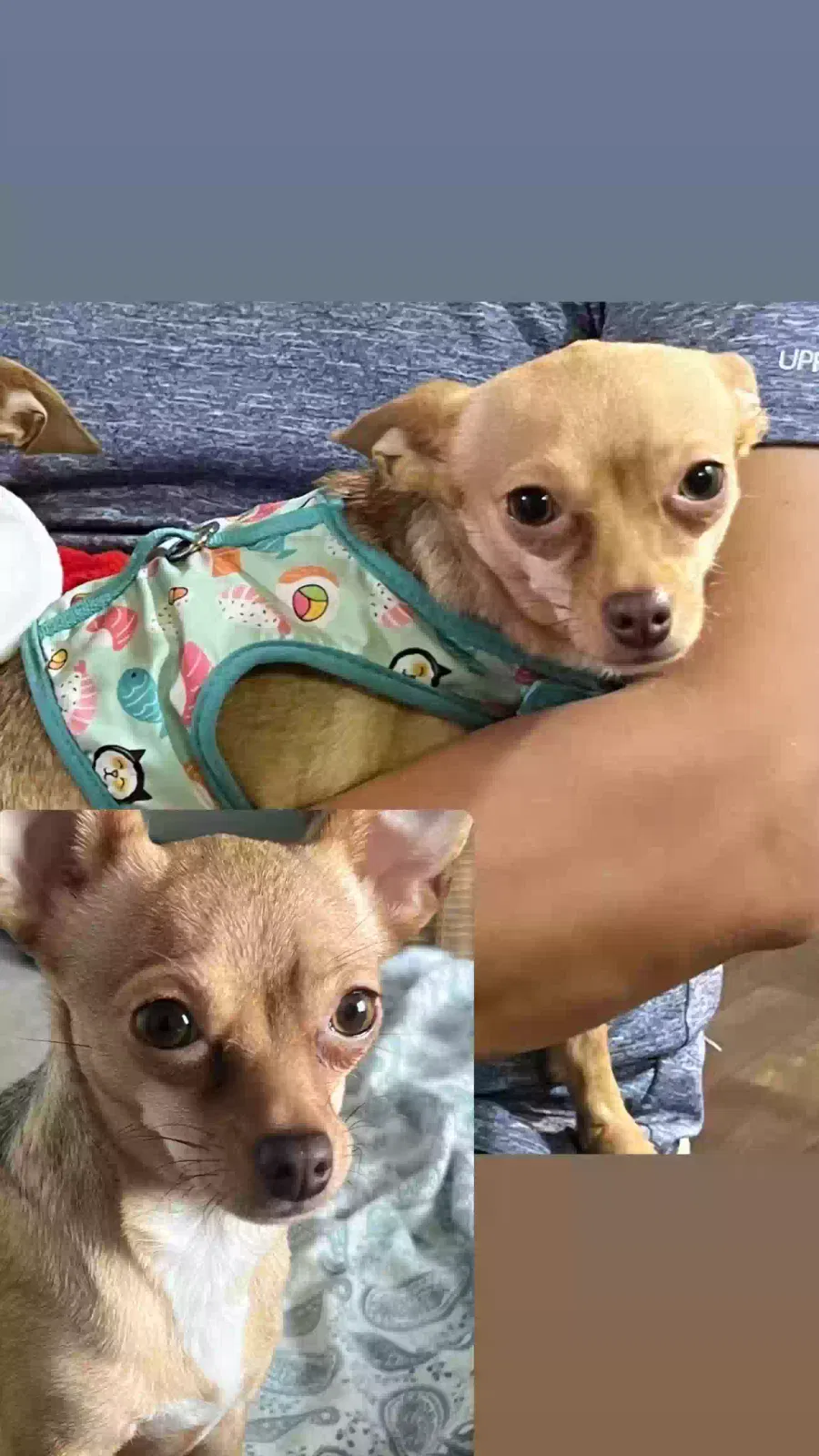 Lost dog in Salt Lake City, UT, 84128