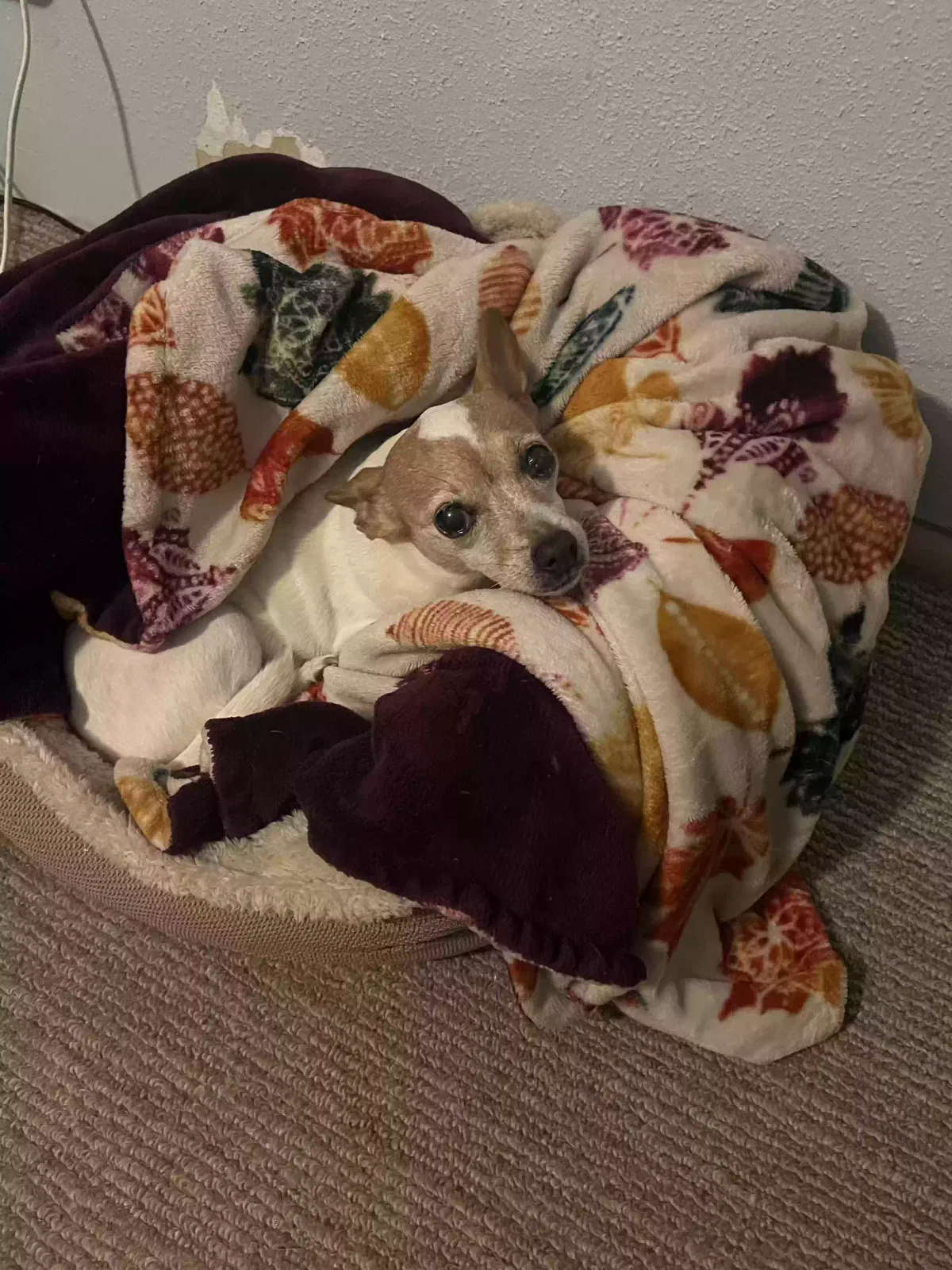 Lost dog in Houston, TX, 77072