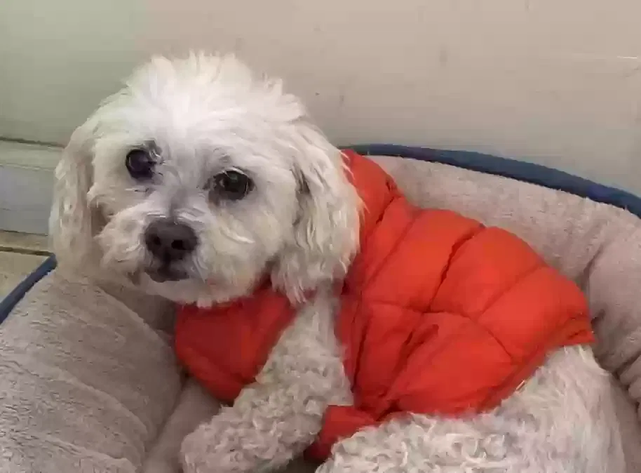 Lost dog in Long Beach, CA, 90805