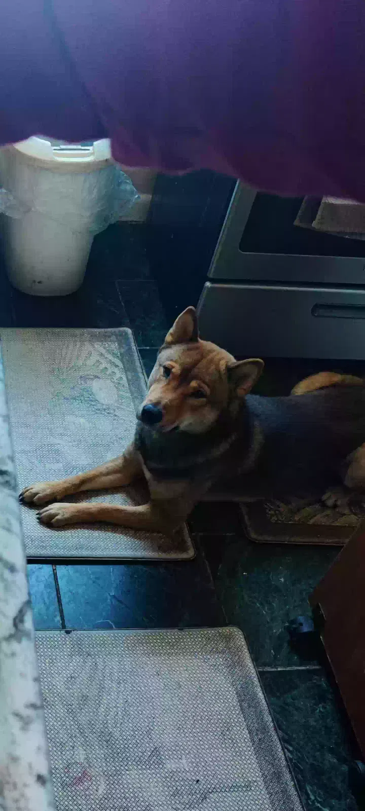 Lost dog in Brooklyn, NY, 11208