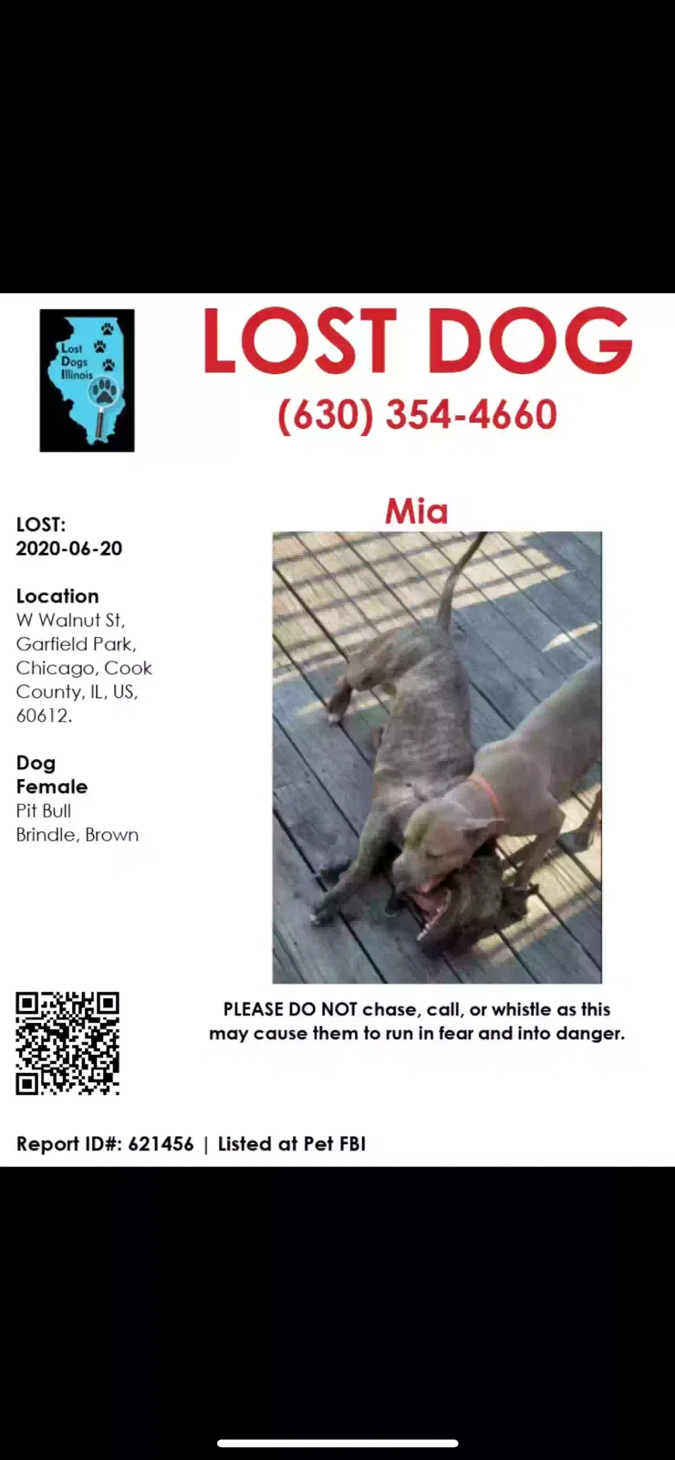 Lost dog in Chicago, IL, 60612