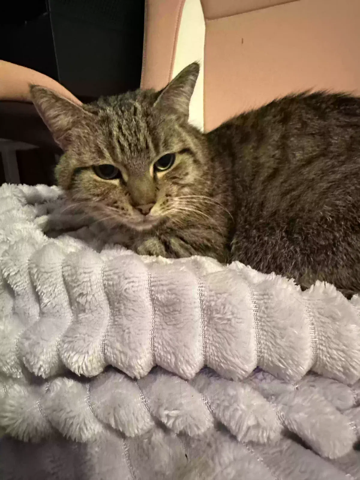Lost cat in Saint Paul, MN, 55128