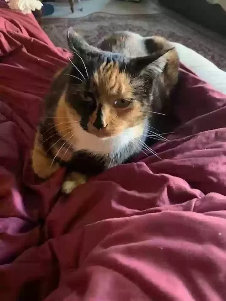 Lost cat in Tacoma, WA, 98466