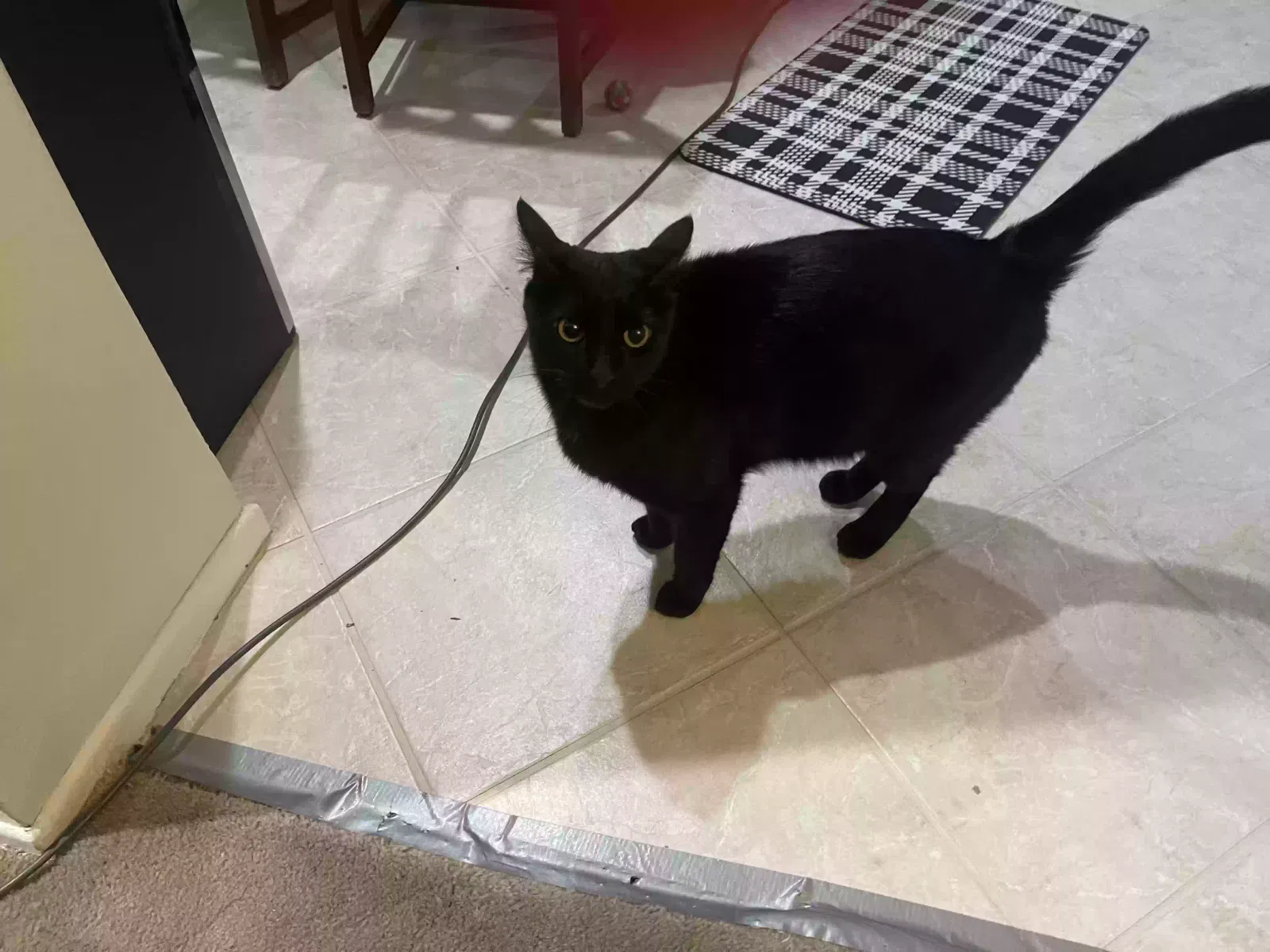 Lost cat in Palmdale, CA, 93551