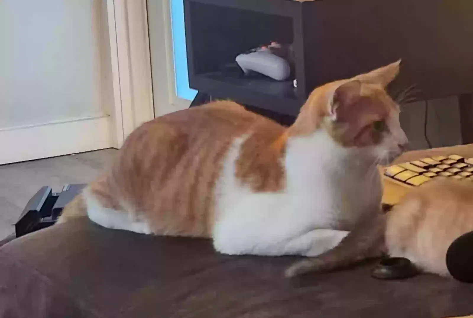 Lost cat in Fort Lauderdale, FL, 33334