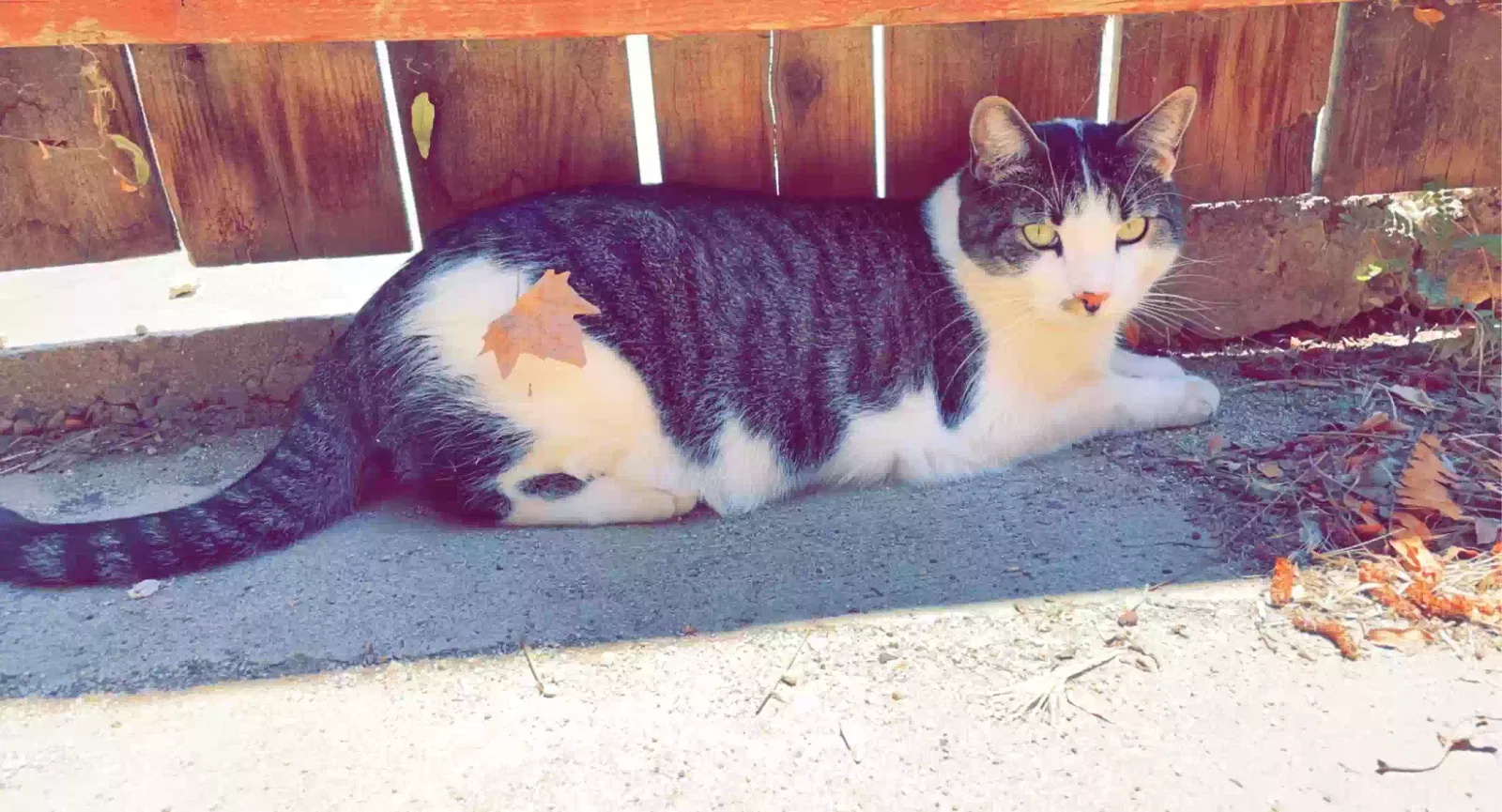 Lost cat in Albuquerque, NM, 87112