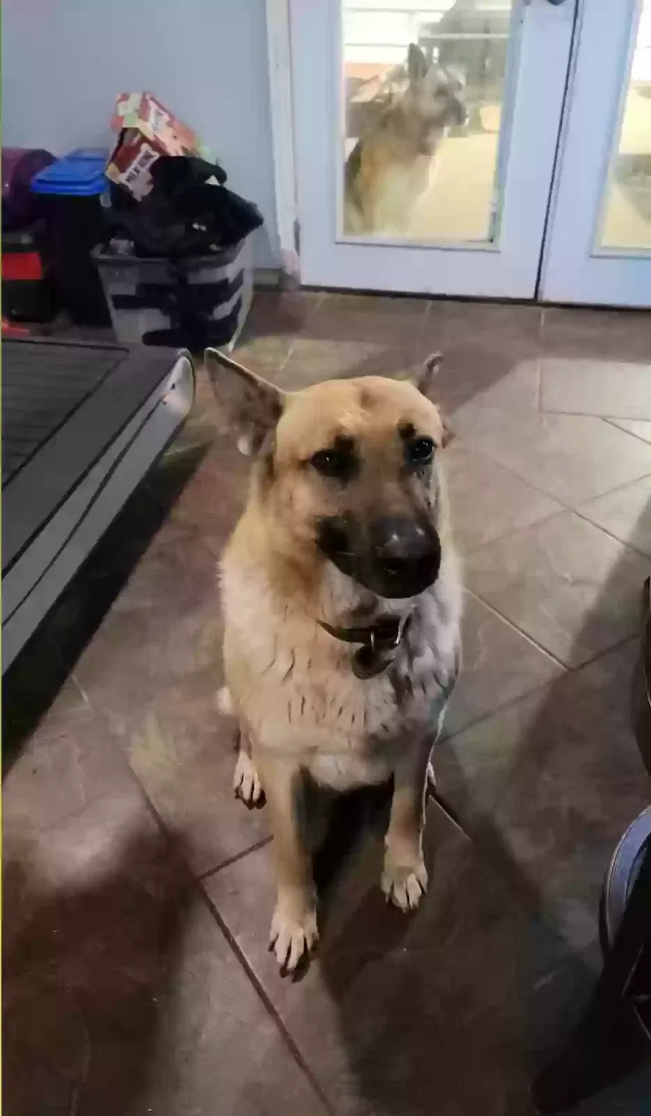 Lost dog in Plainview, TX, 79072