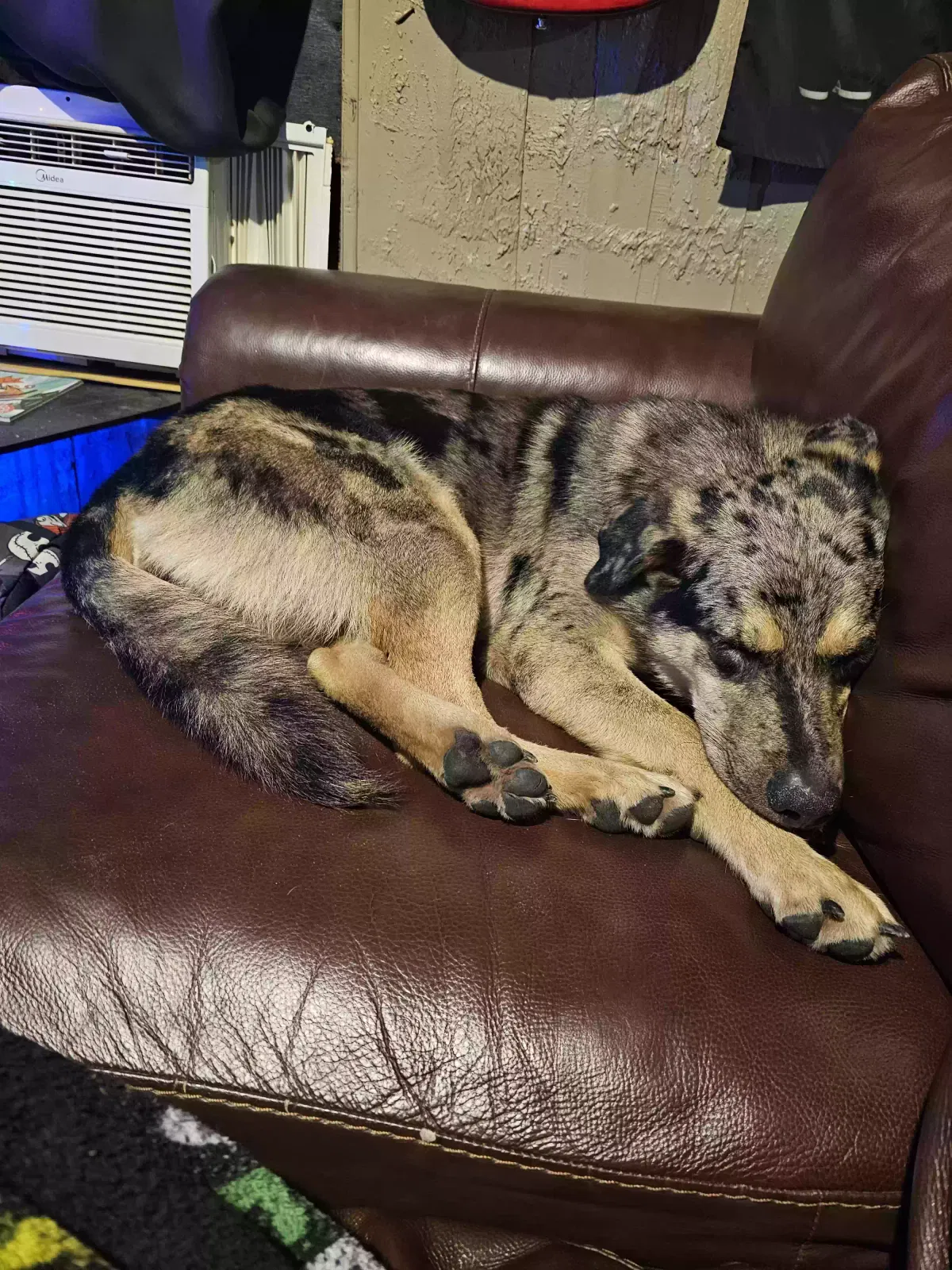 Lost dog in Pinehurst, TX, 77362