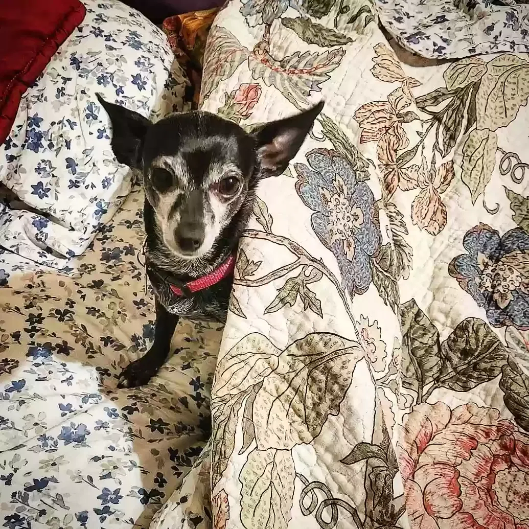 Lost dog in Modesto, CA, 95354