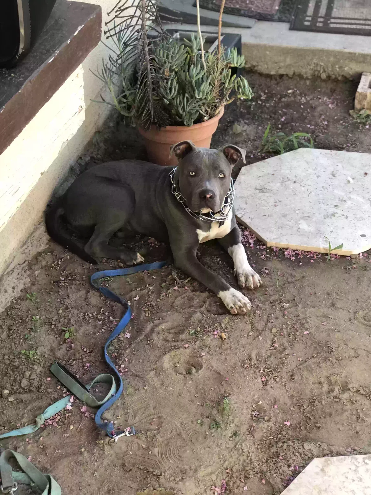 Lost dog in Rialto, CA, 92376