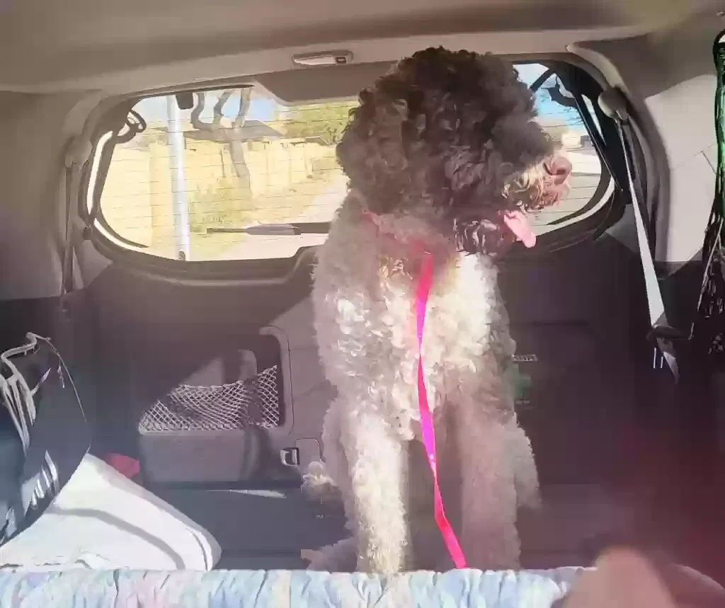 Found dog in Las Vegas, NV, 89156