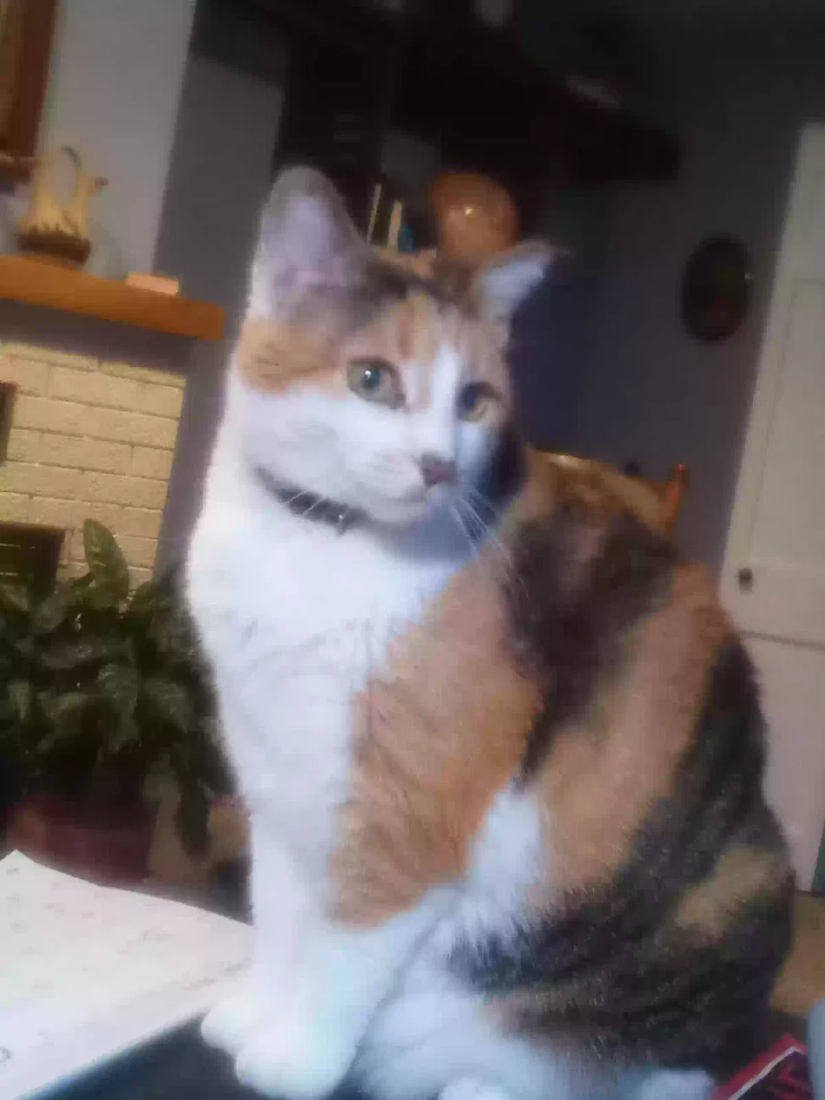 Lost cat in Midland, MI, 48642
