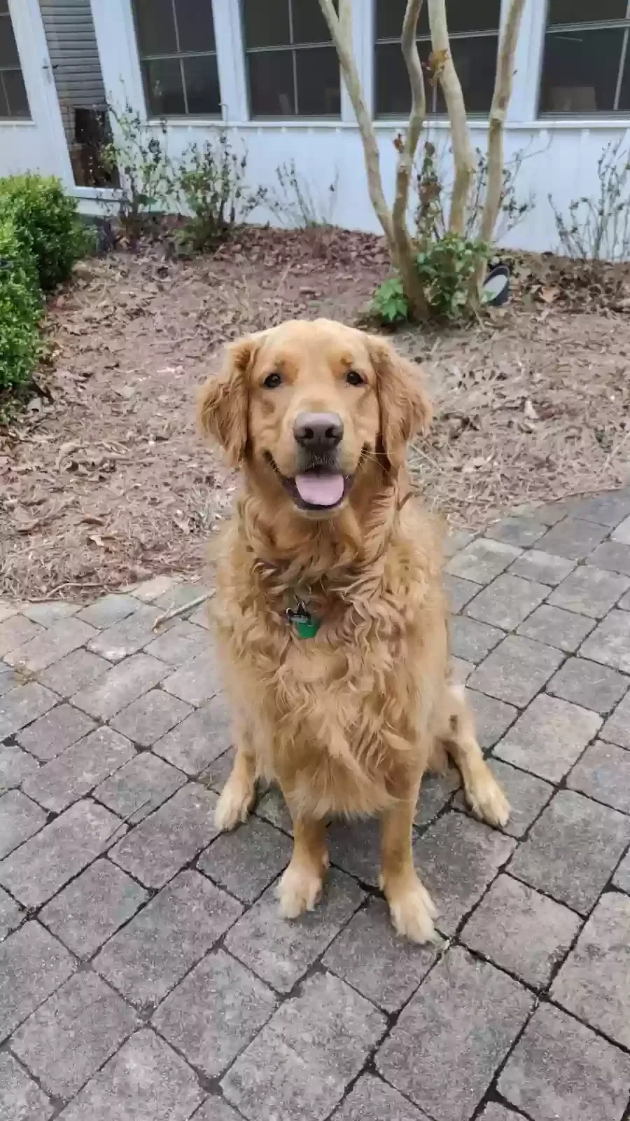Lost dog in Springville, AL, 35146