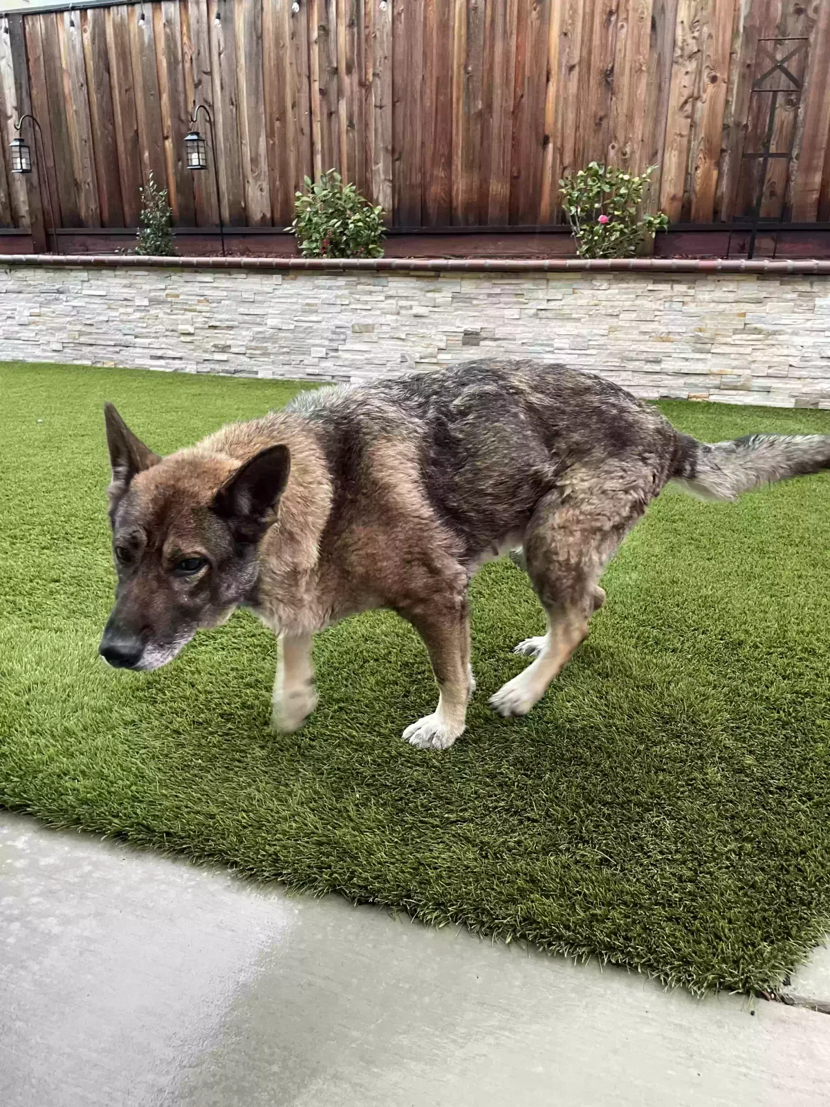 Found dog in Oakley, CA, 94561