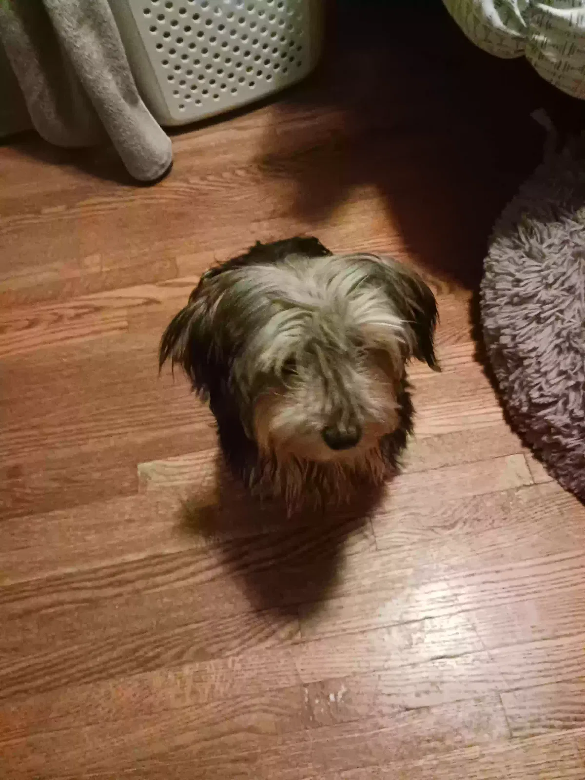 Lost dog in Wichita, KS, 67211