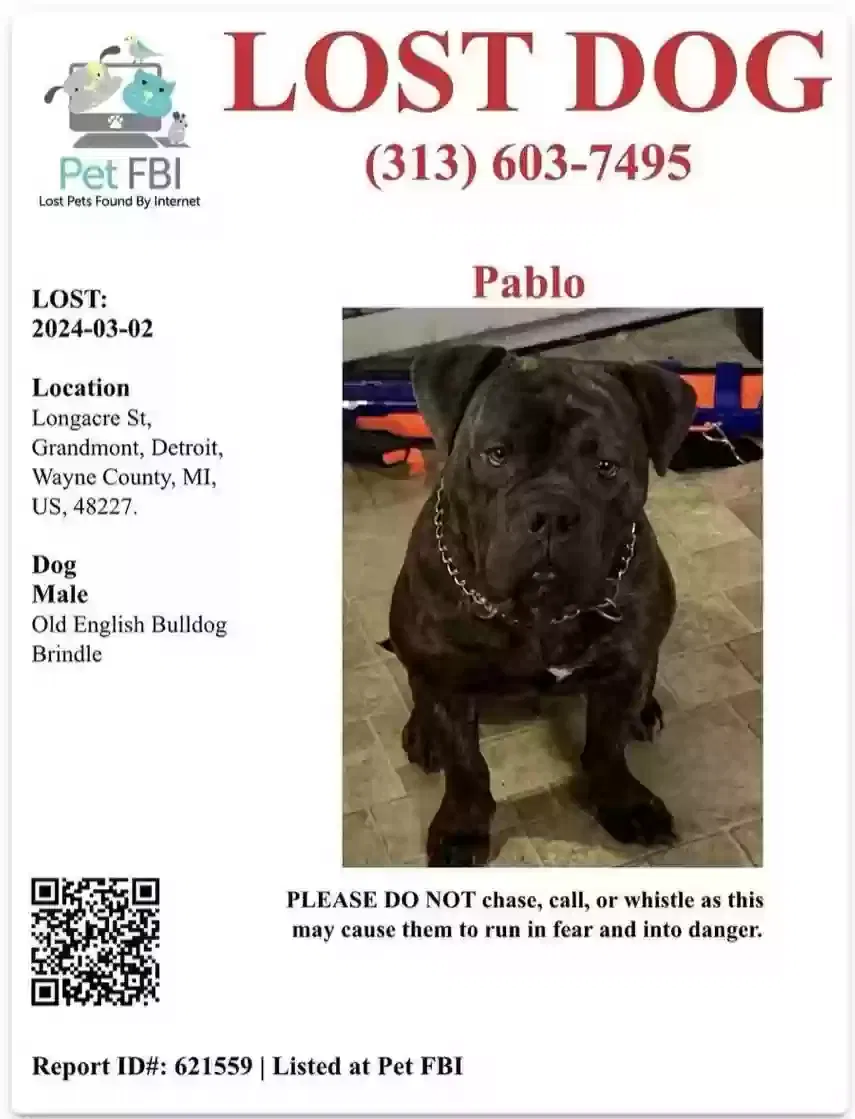 Lost dog in Detroit, MI, 48227