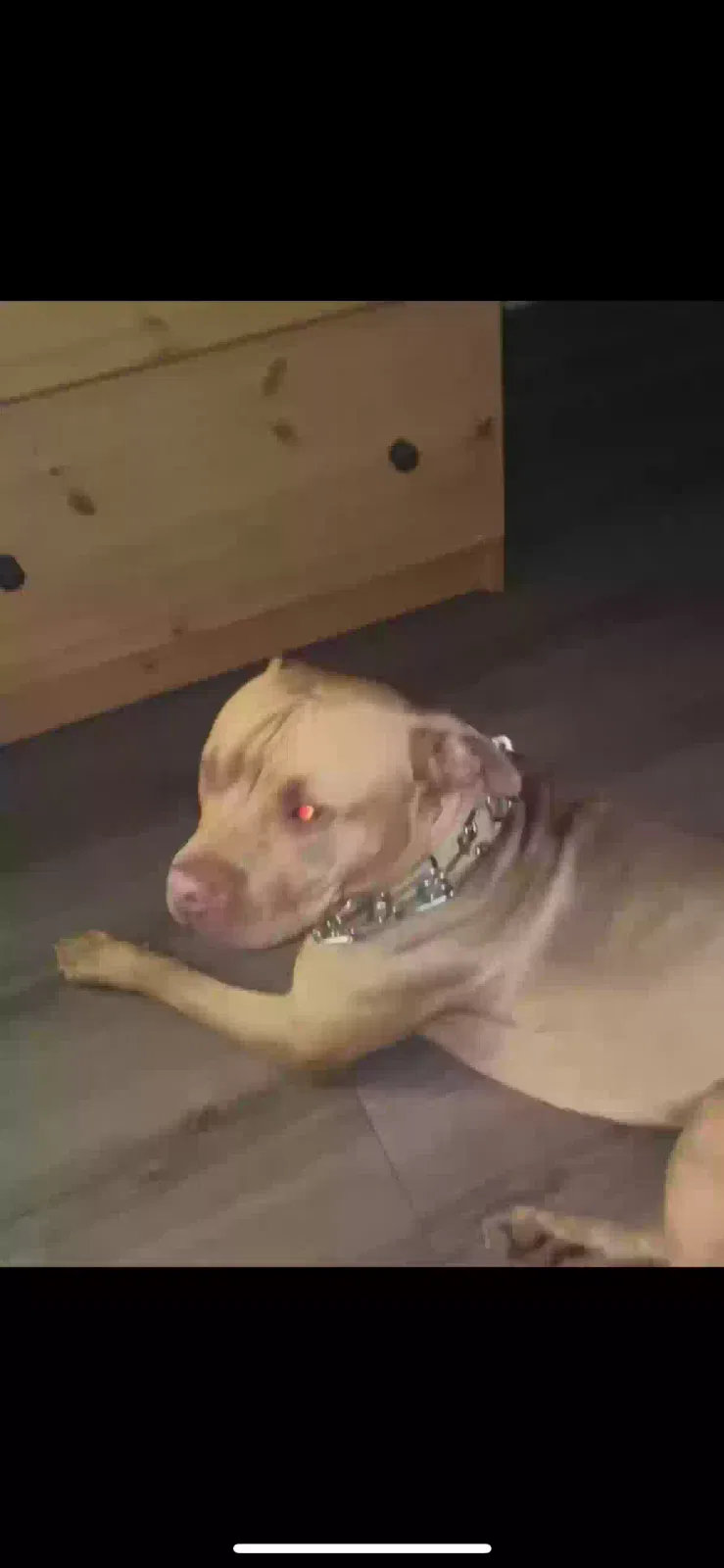Lost dog in Houston, TX, 77063