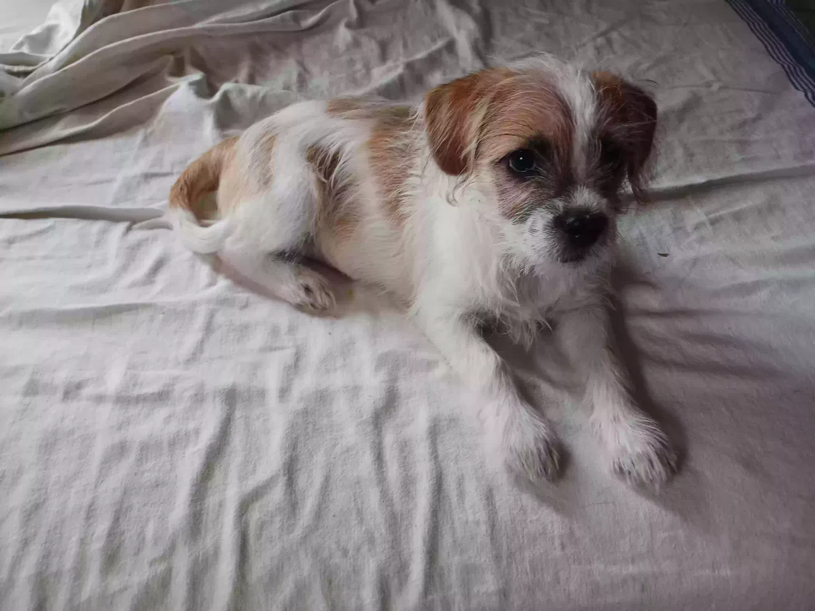 Lost dog in Springfield, MA, 1108