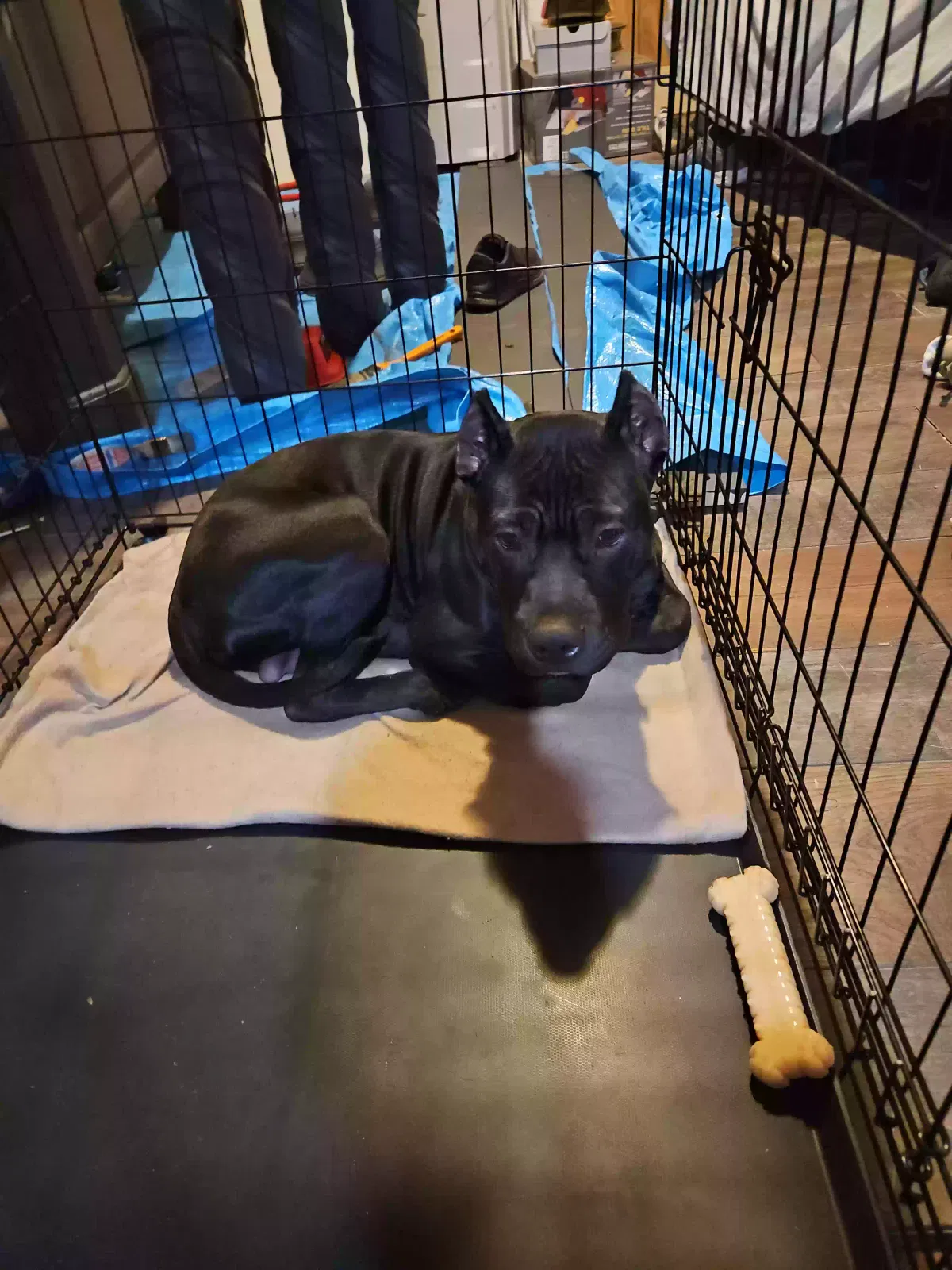Lost dog in Louisville, KY, 40210