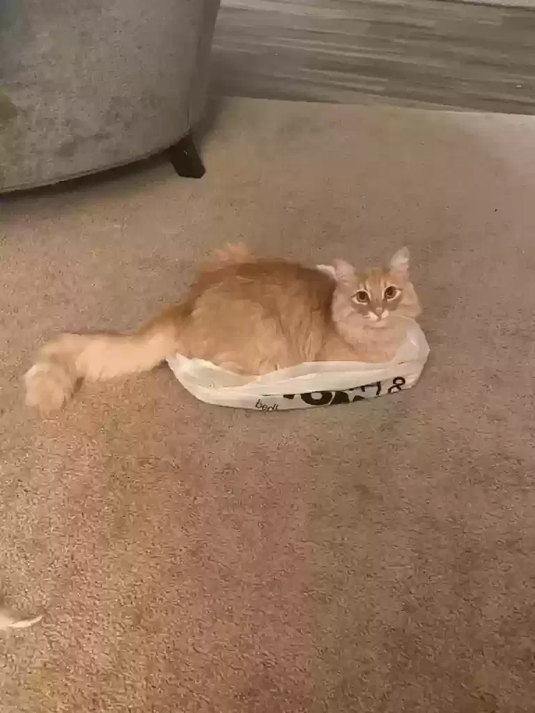 Lost cat in Spring Hill, FL, 34608