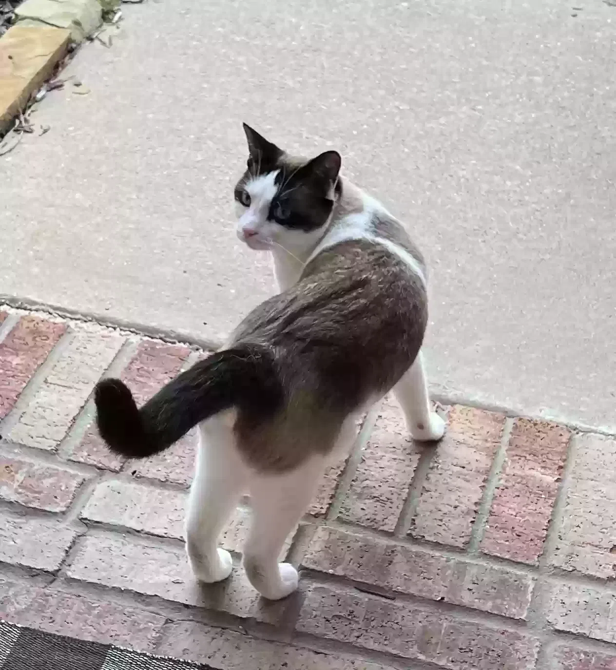 Found cat in Little Elm, TX, 75068