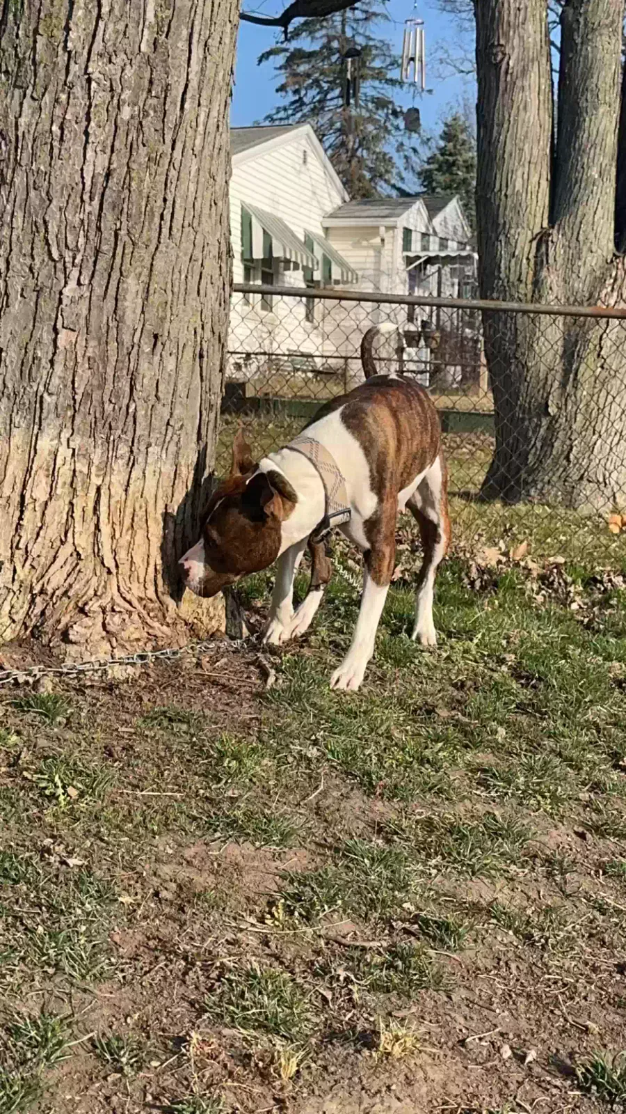 Found dog in Pekin, IL, 61554