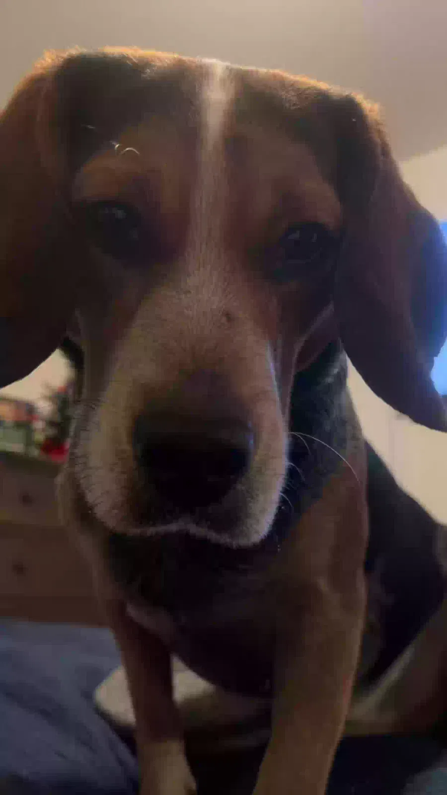 Lost dog in Talbott, TN, 37877