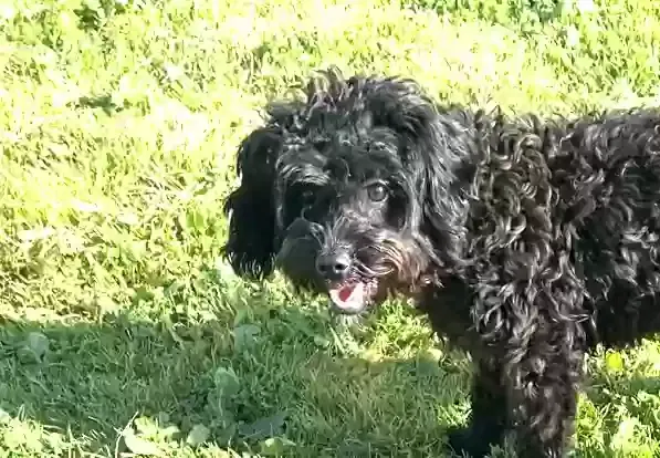 Lost dog in Chico, TX, 76431