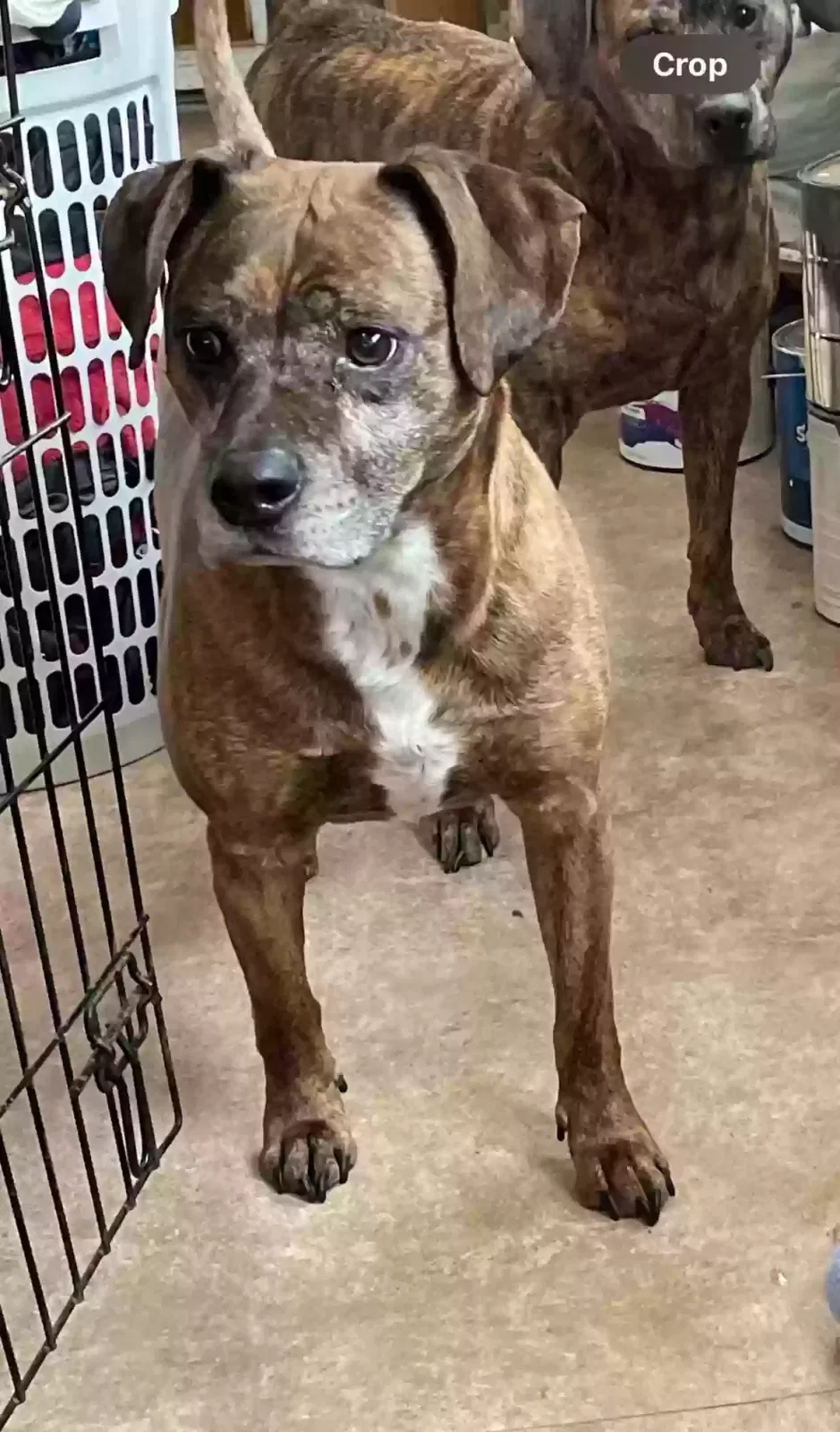Lost dog in Liberty, MO, 64068