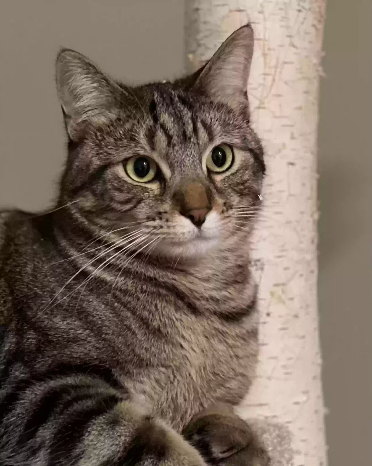 Lost cat in Austin, TX, 78704