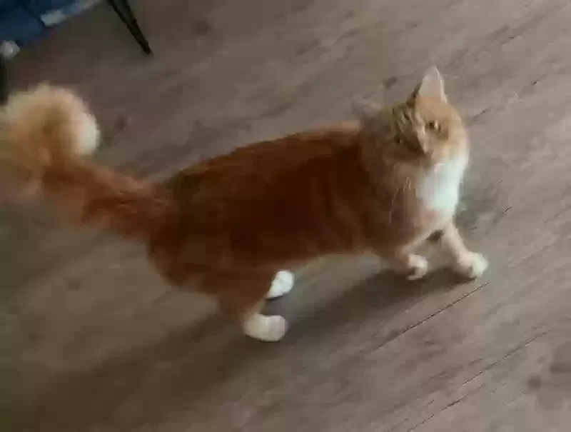 Lost cat in Tallahassee, FL, 32303
